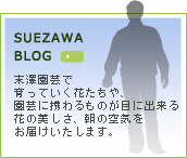 SUEZAWA BLOG